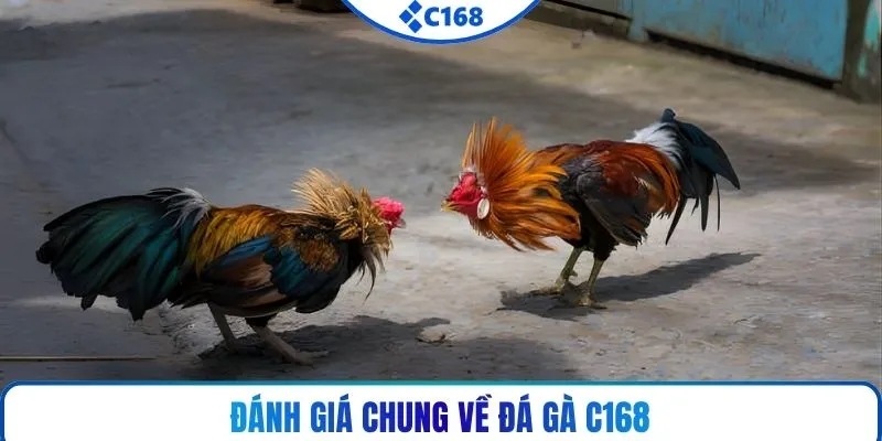 Đánh giá chung về đá gà C168